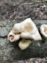 Pleurotus populinus