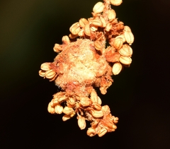 Plagiotrochus quercusilicis