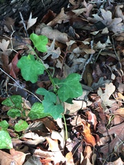Passiflora lutea