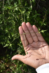 Clematis drummondii