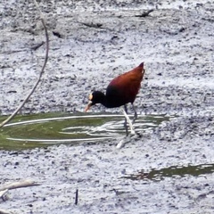 Jacana spinosa