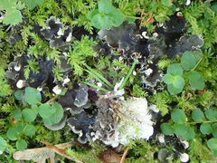 Peltigera rufescens