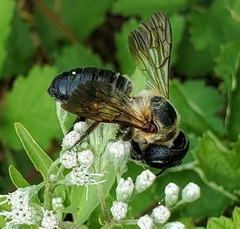 Megachile sculpturalis