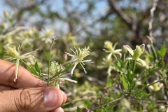Clematis drummondii