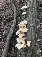 Pleurotus populinus