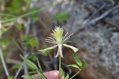 Clematis drummondii