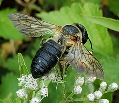 Megachile sculpturalis