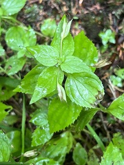 Erythranthe dentata