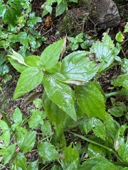 Erythranthe dentata