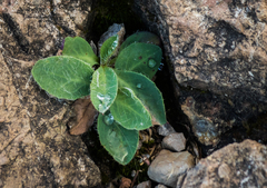 Pilosella officinarum