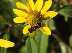Eristalis hirta