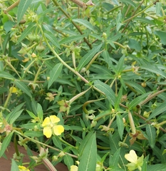 Ludwigia octovalvis