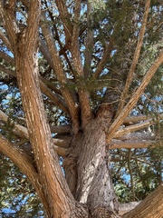 Cupressus macrocarpa