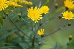 Hieracium umbellatum