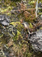 Ctenidium molluscum