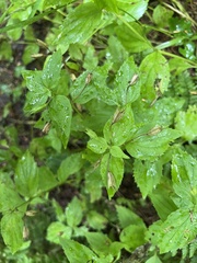 Erythranthe dentata