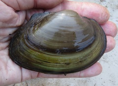Pyganodon grandis