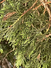 Cupressus macrocarpa