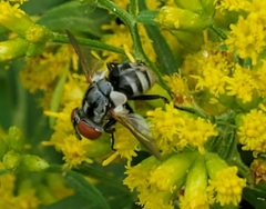 Gymnoclytia