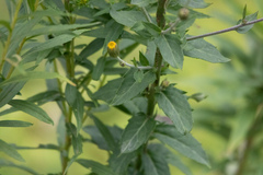 Hieracium umbellatum
