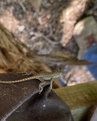Sceloporus consobrinus