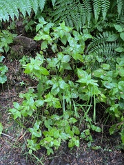 Erythranthe dentata