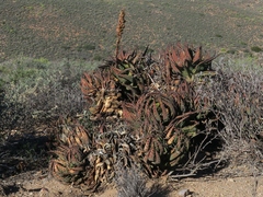 Aloe melanacantha