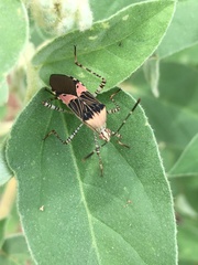 Hypselonotus punctiventris
