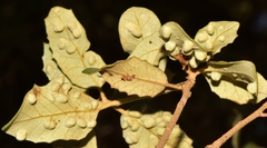 Dryomyia lichtensteinii