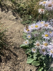 Aster alpinus