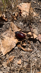 Strategus aloeus
