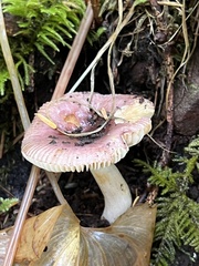 Russula fragilis