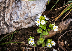 Euphrasia officinalis