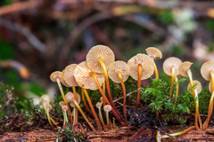 Xeromphalina cauticinalis