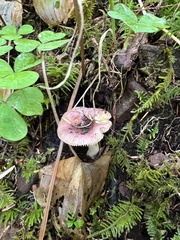 Russula fragilis