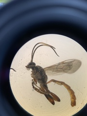 Cratichneumon