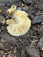 Russula fragilis