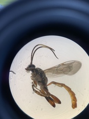 Cratichneumon