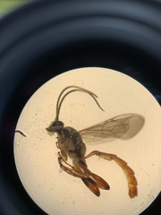 Cratichneumon