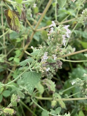 Nepeta cataria