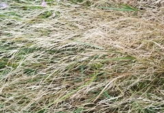 Agrostis capillaris