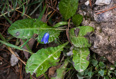 Campanula alpina