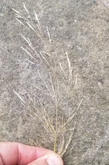 Agrostis capillaris