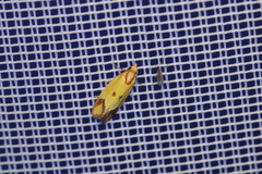 Agapeta zoegana
