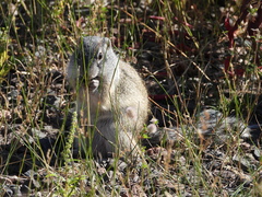 Poliocitellus franklinii