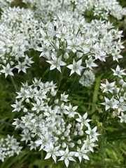 Allium tuberosum