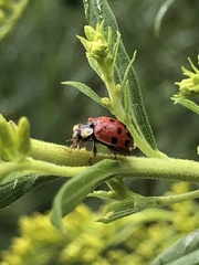 Hesperomyces harmoniae