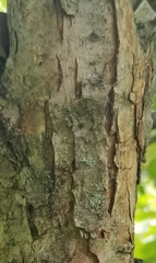 Quercus bicolor