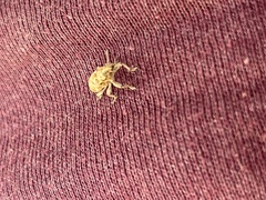 Cyphocleonus dealbatus