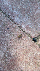 Porcellio spinicornis